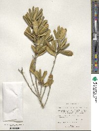 Ilex opaca image