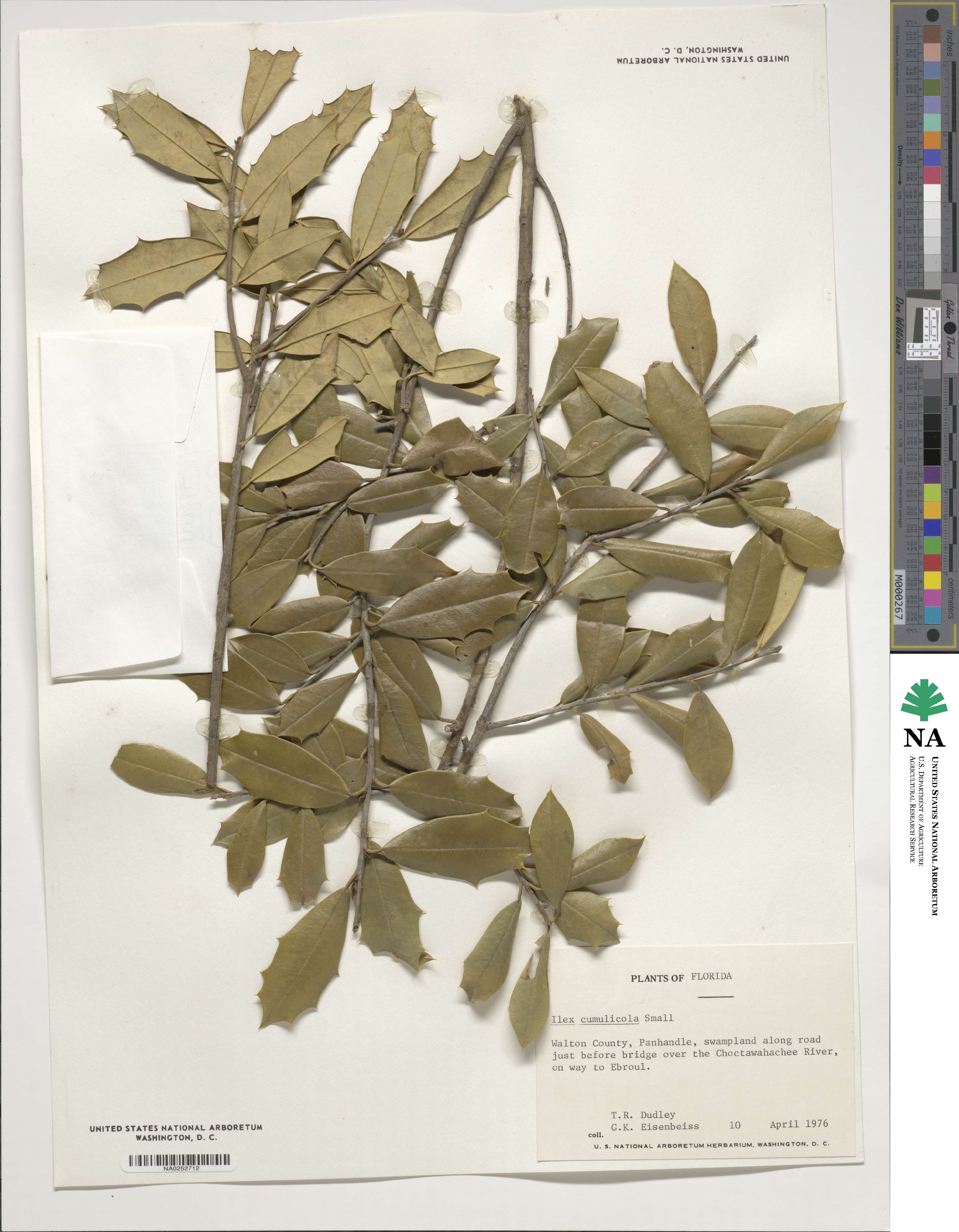 Ilex opaca var. arenicola image