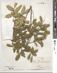 Ilex opaca image