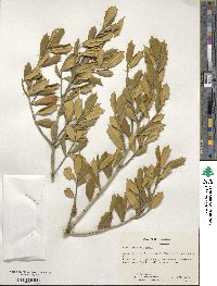 Ilex opaca var. arenicola image