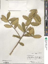 Ilex opaca image