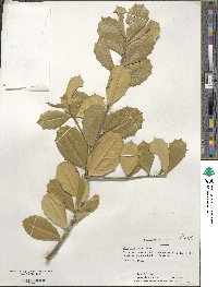 Ilex opaca image