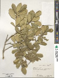 Ilex opaca var. arenicola image