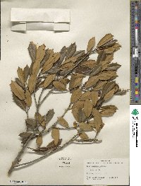 Ilex opaca var. arenicola image