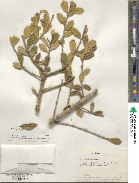 Ilex opaca var. arenicola image