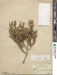 Ilex opaca var. arenicola image