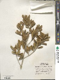 Ilex opaca var. arenicola image