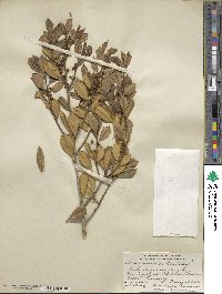 Ilex opaca var. arenicola image