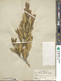 Ilex opaca image