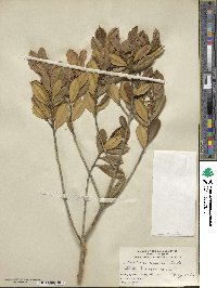 Ilex opaca var. arenicola image