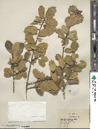 Ilex opaca image