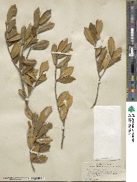 Ilex opaca var. arenicola image