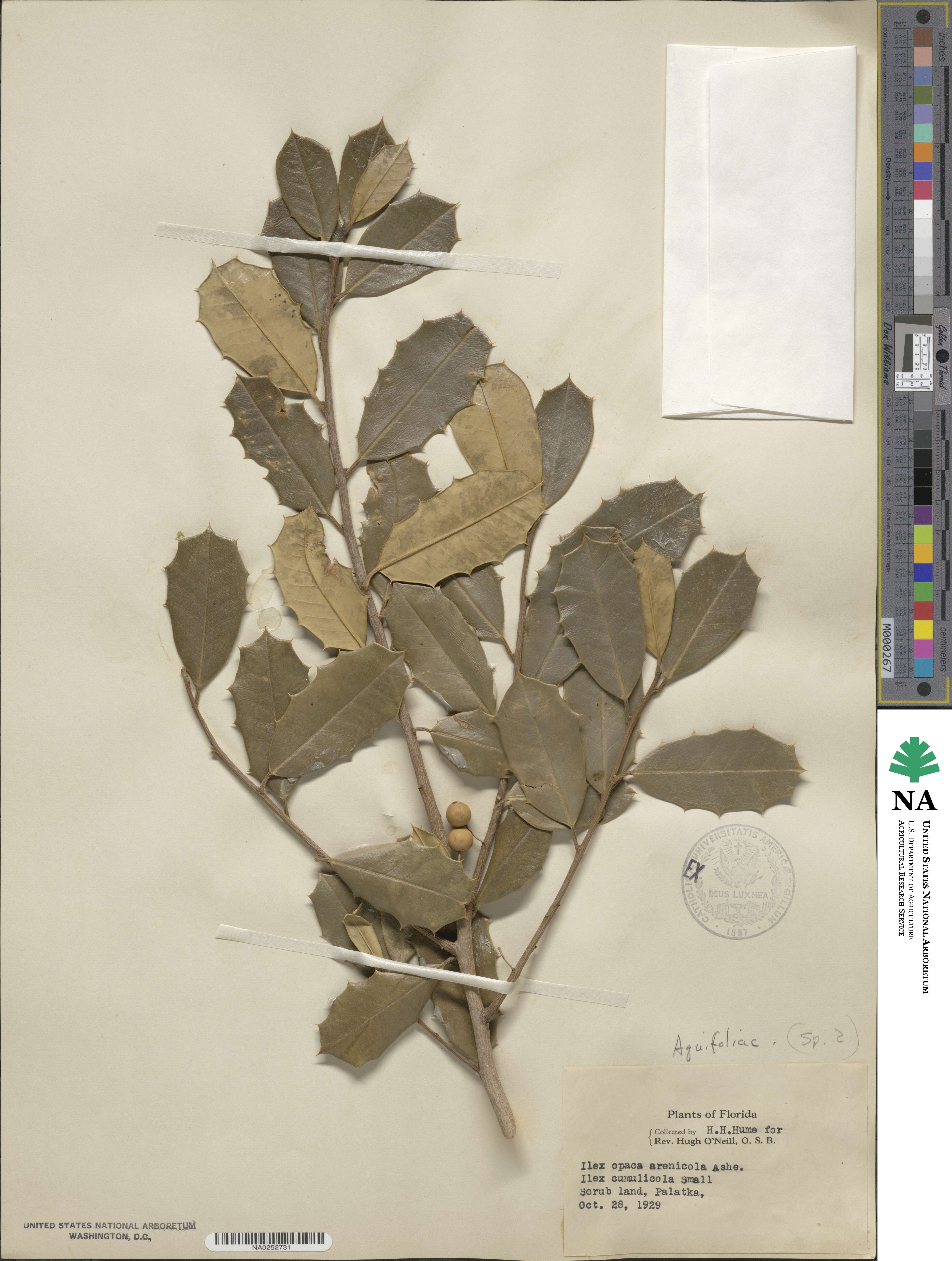 Ilex opaca var. arenicola image