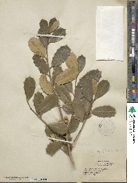 Ilex opaca var. arenicola image