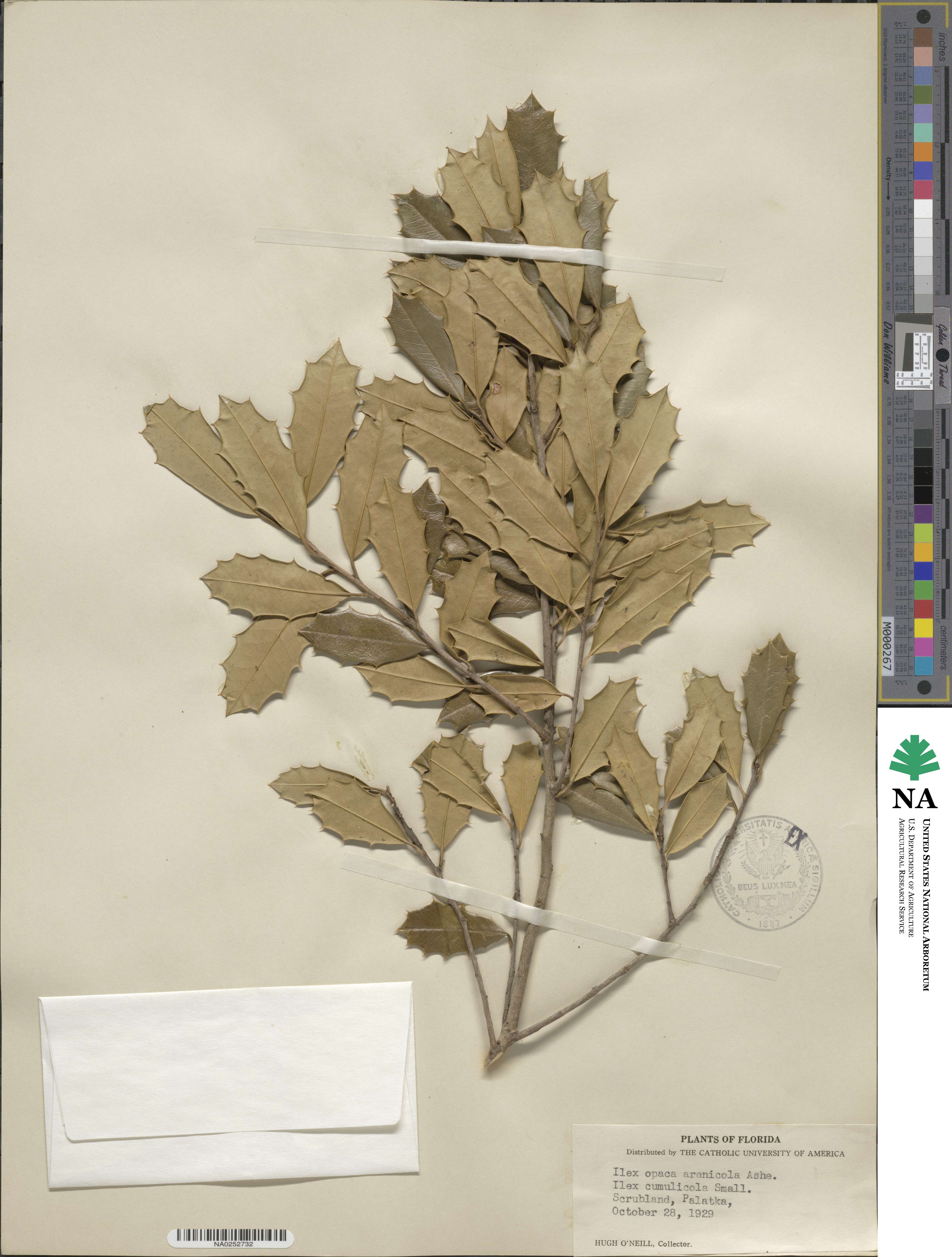 Ilex opaca var. arenicola image