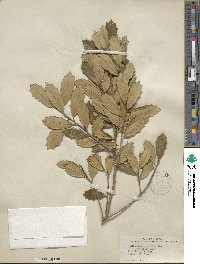 Ilex opaca var. arenicola image