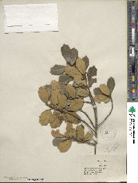 Ilex opaca image