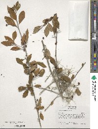 Ilex decidua image