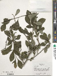 Ilex decidua image