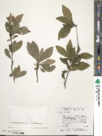 Ilex decidua image