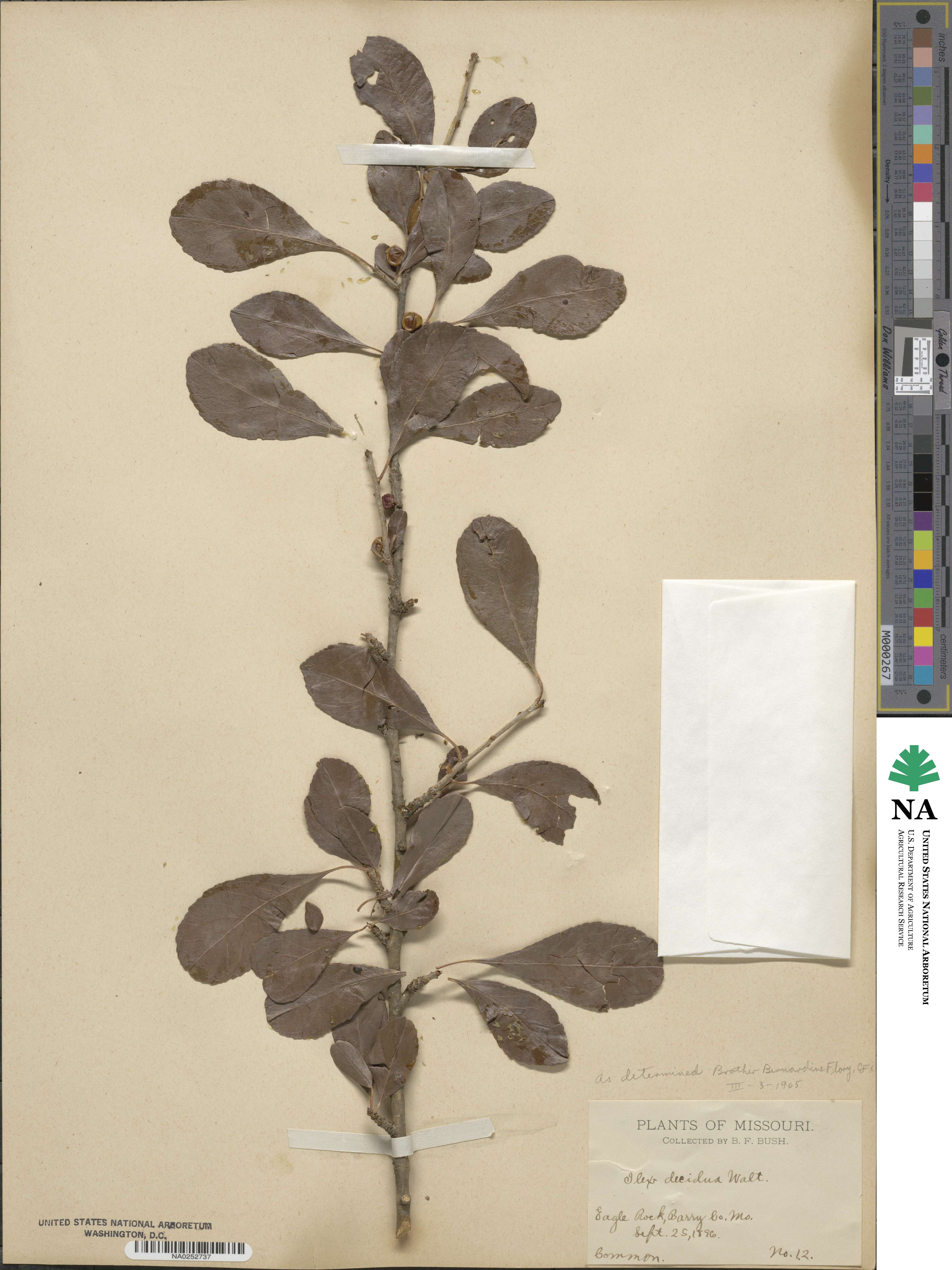 Ilex decidua image
