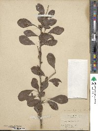 Ilex decidua image