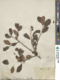 Ilex decidua image