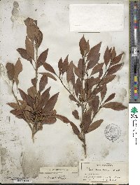 Ilex decidua image