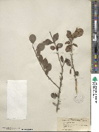 Ilex decidua image