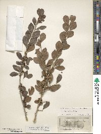 Ilex decidua image