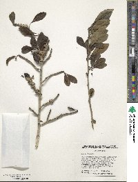 Ilex decidua image