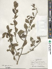 Ilex decidua image