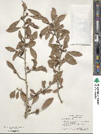 Ilex decidua image