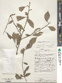 Ilex decidua image