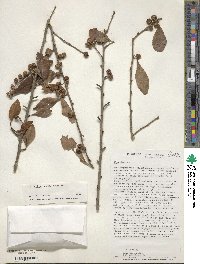 Ilex decidua image