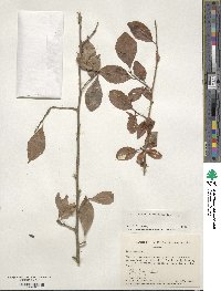 Ilex decidua image