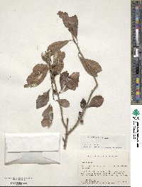 Ilex decidua image