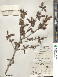 Ilex decidua image