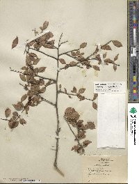 Ilex decidua image