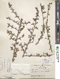 Ilex decidua image