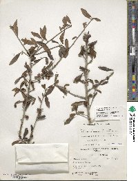 Ilex decidua image