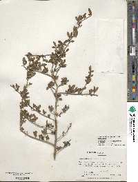 Ilex decidua image