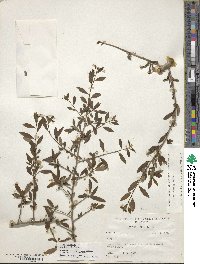 Ilex decidua image