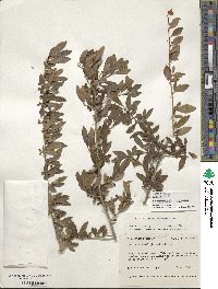 Ilex decidua image