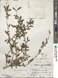 Ilex decidua image