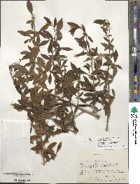 Ilex decidua image