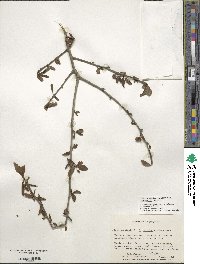 Ilex decidua image