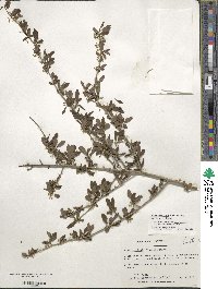 Ilex decidua image