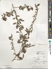 Ilex decidua image