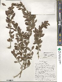 Ilex decidua image